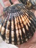 鲜活扇贝1斤/4一5个// 商品缩略图5