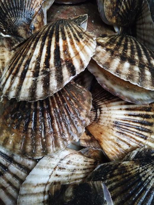 鲜活扇贝1斤/4一5个// 商品图2