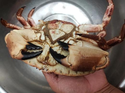 鲜活面包蟹一只约1.6-1.7斤左右 商品图3