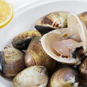 鲜活文蛤1斤/份// 商品图0