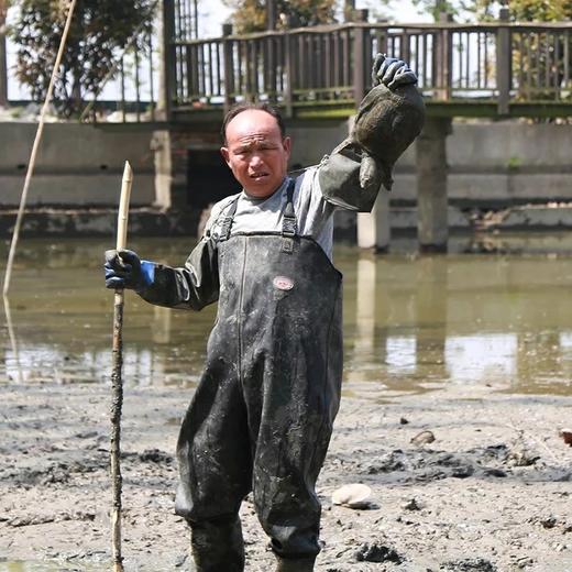 生态甲鱼每只2一2.2斤 商品图1