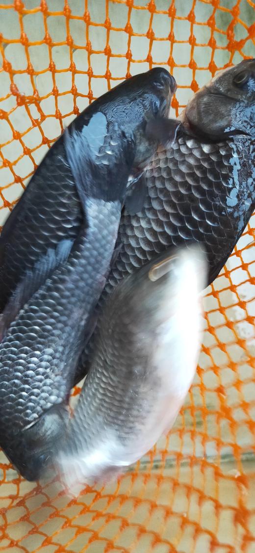 土鲫鱼，1条4一6两，活鱼新鲜炖汤产妇月子汤 商品图1