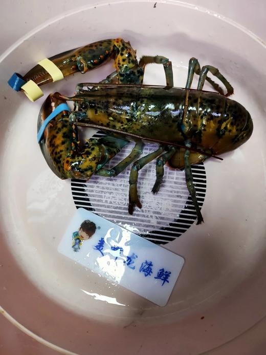 波士顿龙虾148元1只09一1斤