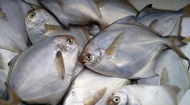 白鲳鱼(1斤装)4一5条//