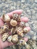 鲜活花螺500g/份// 商品缩略图2