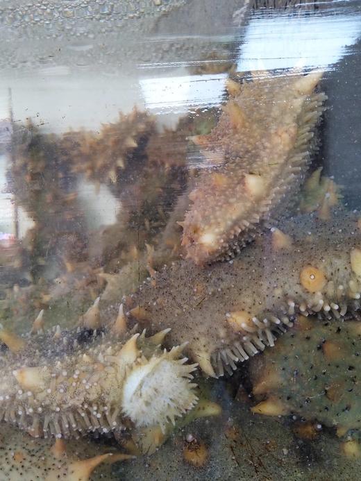 大连活海参1斤装3一4条// 商品图2