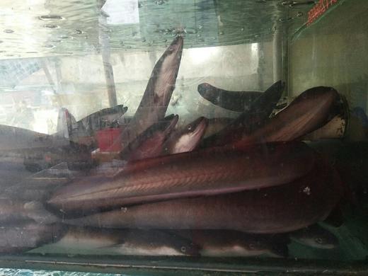 鳗鱼，白鳝，每条1.8-2斤左右 商品图3