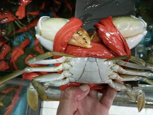 大肉蟹，85元1只，带绳子每只1斤 商品图4