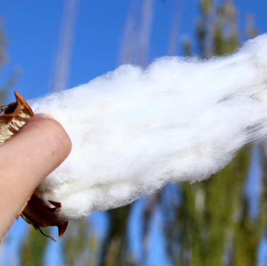 新疆优质棉包边棉被6斤 （冬被儿童被）纯手工包边 （多规格尺寸可选） 商品图10