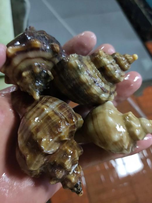 鲜活海螺1斤5一6个左右∥ 商品图1