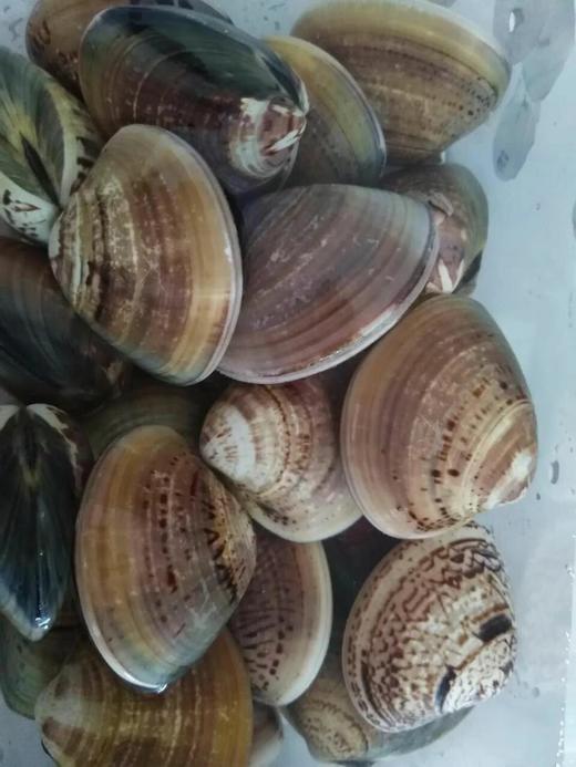 鲜活文蛤1斤/份// 商品图2