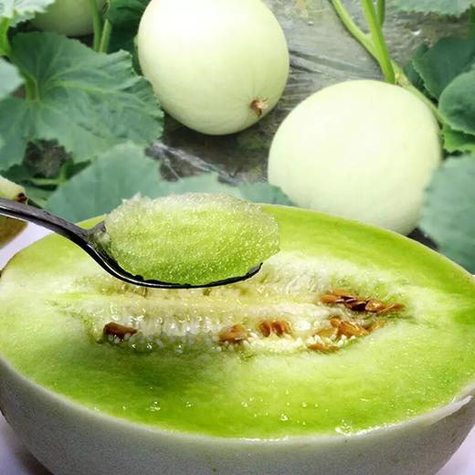 软糯爆甜蜜瓜新疆冰淇淋蜜瓜九州巴郎域菇娘哈密瓜软糯香甜