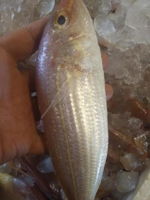 金线鱼(1斤装)三条左右 商品图2