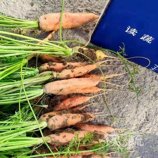 胡萝卜（500g）|情圆自产|口感脆甜|新鲜可口 商品图2