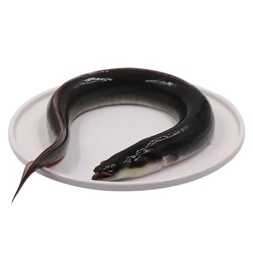 鳗鱼，白鳝，每条1.8-2斤左右 商品图0