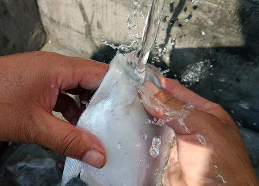 白鲳鱼(1斤装)4一5条// 商品图2