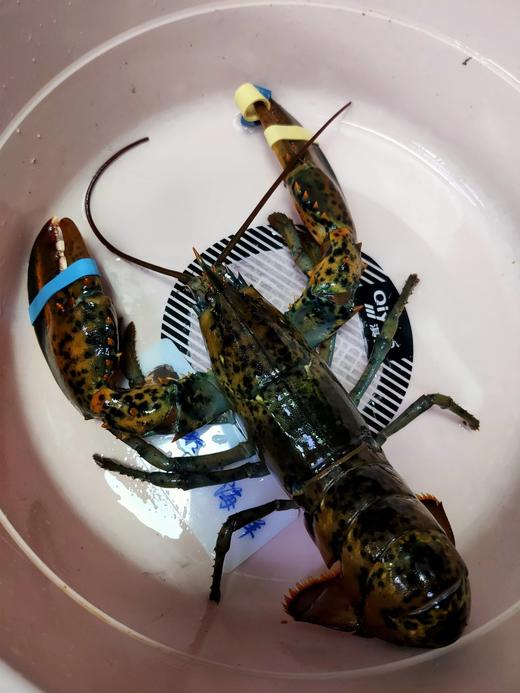 波士顿龙虾，148元1只0.9一1斤 商品图1