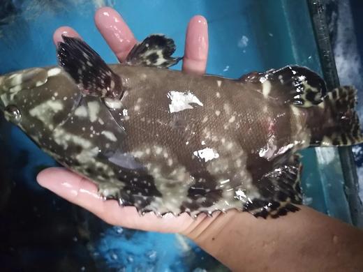 活的老虎斑，1条1一1.1斤 商品图3