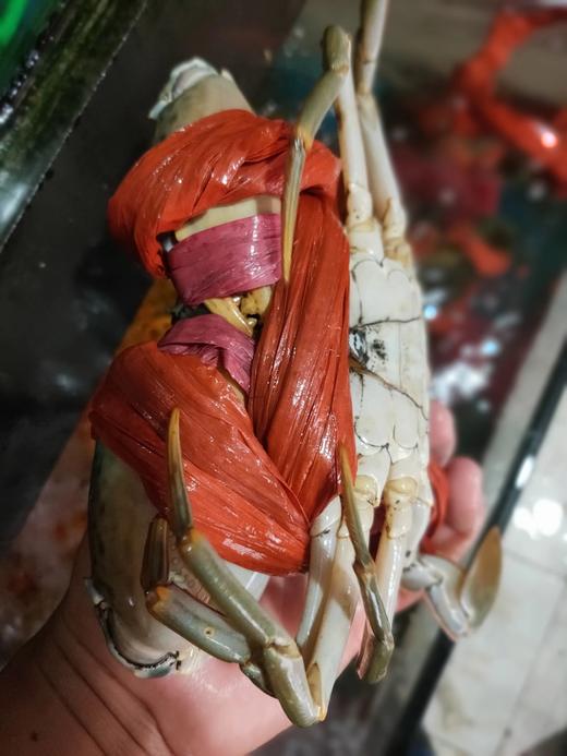 大肉蟹，85元1只，带绳子每只1斤 商品图5