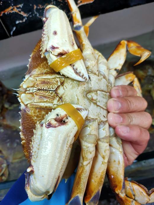 珍宝蟹1.8-2斤/只【香鲜诱人】 商品图2