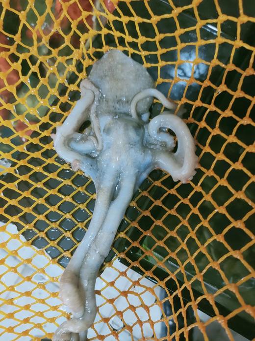 活的八爪鱼，1斤装 商品图2