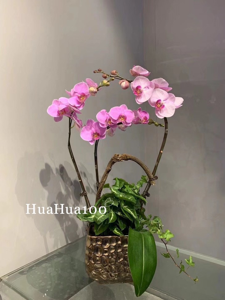 新年礼丨蝴蝶兰大花蕙兰组盆大集合35款入