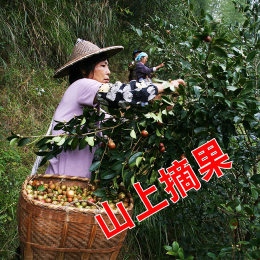 丨生态丨婷喜 天然茶籽粉 商品图2