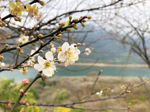 1月5日 从化·邂逅流溪河香雪梅花 一天 商品图3