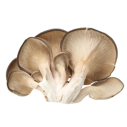 有机蘑菇平菇 商品图0