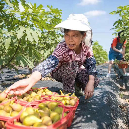 【清甜软糯】“芭劳奈”无花果之王 零添加 零农药 低温烘焙 商品图2