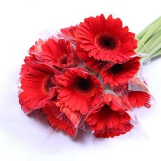 非洲菊 红色 商品图0