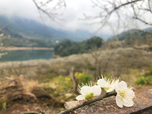1月5日 从化·邂逅流溪河香雪梅花 一天 商品图7