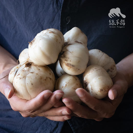 生态鲜兰州百合（在装袋的时候操作失误，重量差15g左右，9.5折销售） | 合作生产*Eco-Lanzhou Lily | Coproduction 商品图3