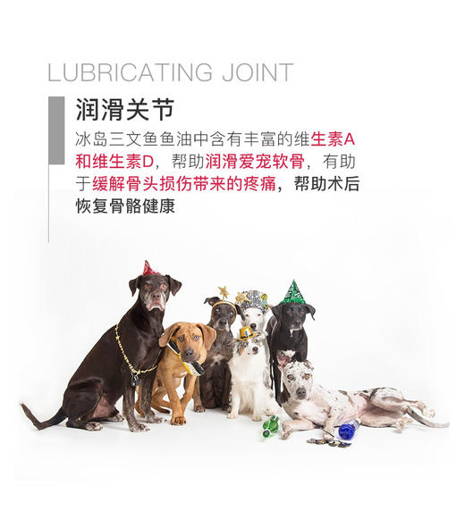 BJ-MAG犬用浓缩冰岛三文鱼鱼油150ml 宠物鱼油JPY带授权招加盟代理 商品图7