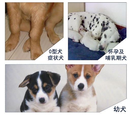 GL-谷登超能钙200g 宠物狗狗补钙JPY带授权招加盟代理 商品图5