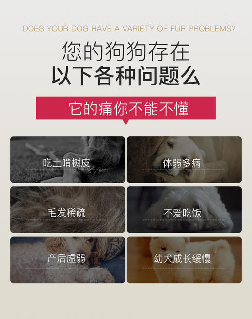 BJ-MAG金维他营养粉 300片 宠物营养JPY带授权招加盟代理 商品图2