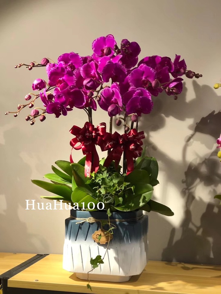 新年礼丨蝴蝶兰大花蕙兰组盆大集合35款入