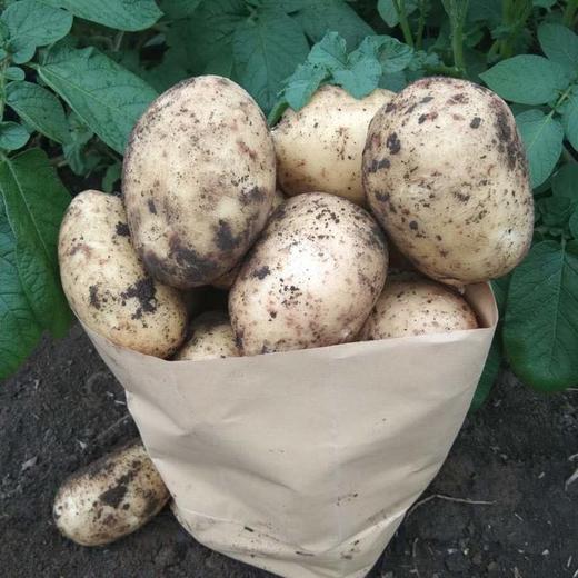 自然农法种植8种蔬菜组合箱 商品图10