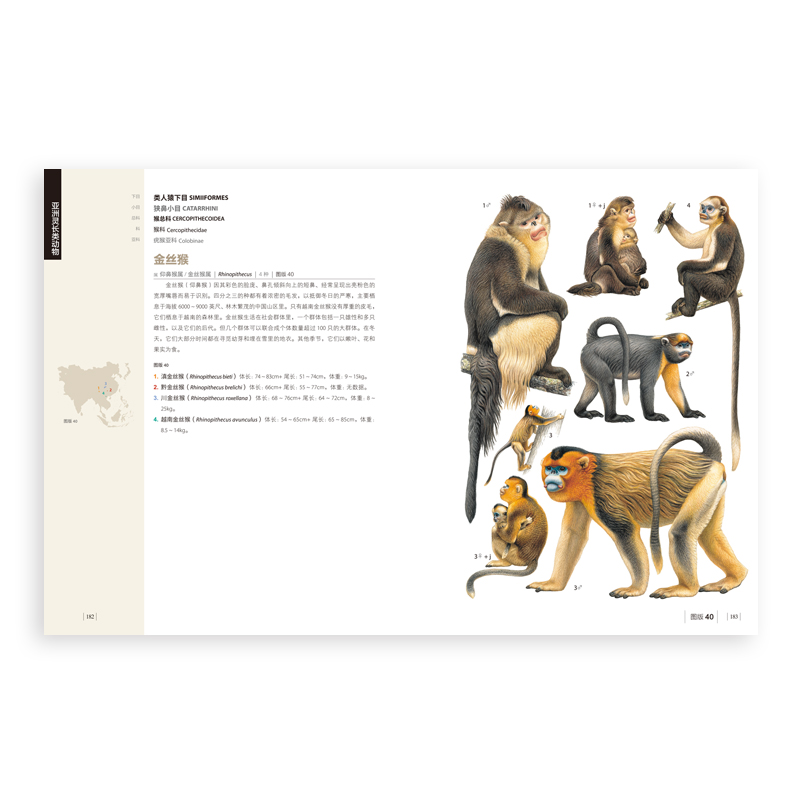 正版图书人类的表亲灵长类动物猩猩猿猴精美插画百科全书