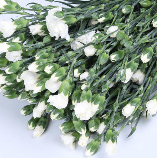 白色-多头康乃馨 商品图0