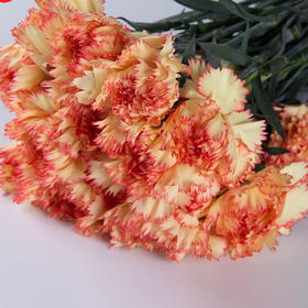 康乃馨 狂欢 AB级