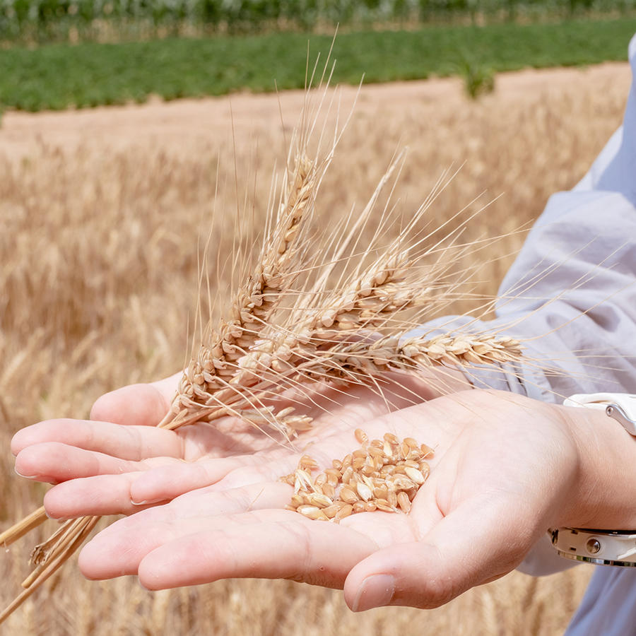 极客面粉 我家麦子磨的啥也不加会员群里连续好评两年介于中筋与高筋之间 极客农场