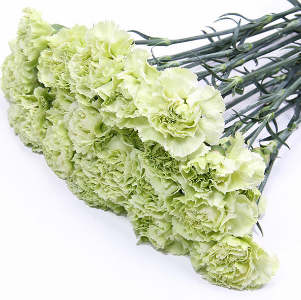 康乃馨 绿色 AB级