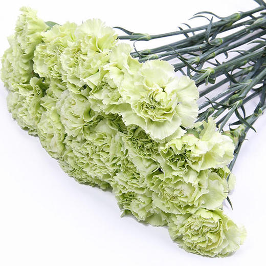 康乃馨 绿色 AB级 商品图0