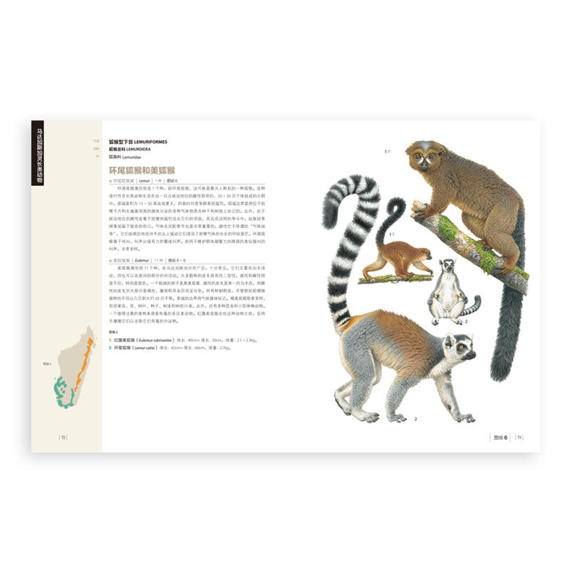 正版图书人类的表亲灵长类动物猩猩猿猴精美插画百科全书
