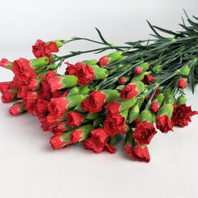 红色-多头康乃馨