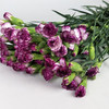 多瑙河紫边-多头康乃馨 商品缩略图0