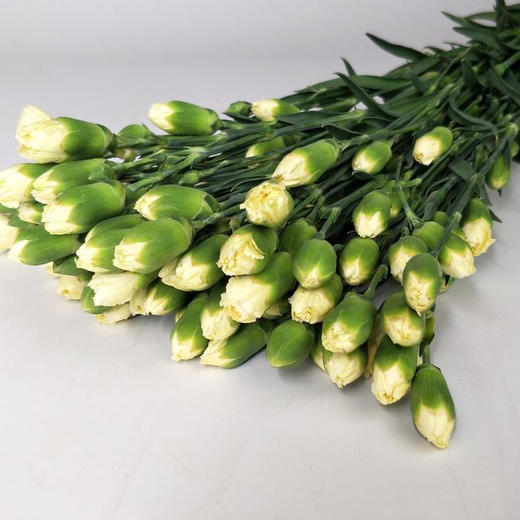 黄色-多头康乃馨 商品图0