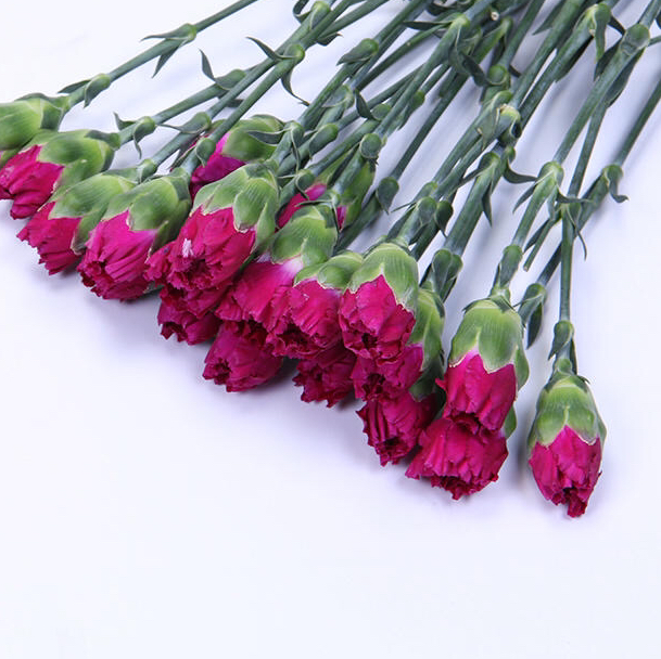 康乃馨 紫色A B级