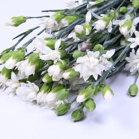 星太子白-多头康乃馨